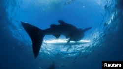 FILE - A scuba diver swims near a whale shark as it approaches a paddleboat off the beach of Tan-awan, Oslob, in the southern Philippines island of Cebu, March 1 2013. (REUTERS/David Loh/File Photo)