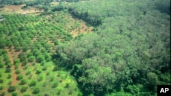 A rubber plantation at Rattanakiri province.