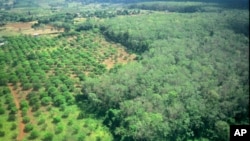 A rubber plantation at Rattanakiri province.