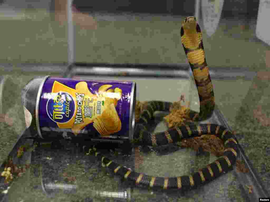 Seekor ular Cobra tampak keluar dari kaleng bekas keripik kentang di California.