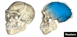 Two views of a composite reconstruction of the earliest known Homo sapiens fossils from Jebel Irhoud in Morocco, based on microcomputed tomographic scans of multiple original fossils, are shown in this undated handout photo obtained by Reuters, June 7, 2017.