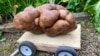 Potato Grown in New Zealand Could Be Largest Ever