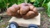 New Zealanders Learn Their Record Potato Is Something Else