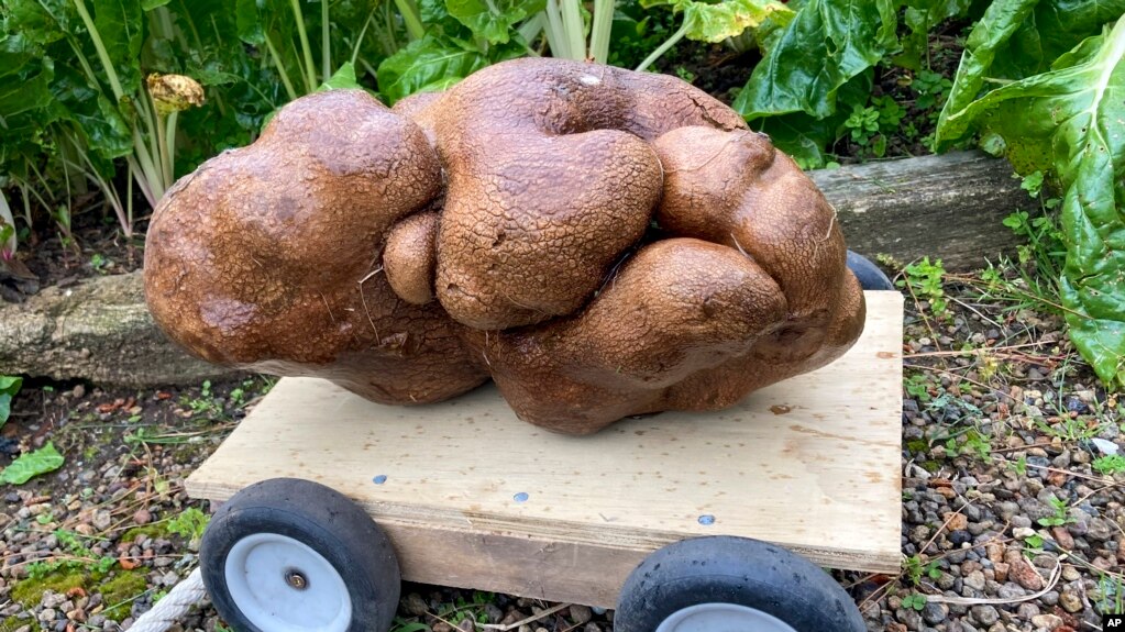 A large potato sits on a trolly in a garden at Donna and Colin Craig-Browns home near Hamilton, New Zealand, Wednesday, Nov 3, 2021. (Donna Craig-Brown via AP)