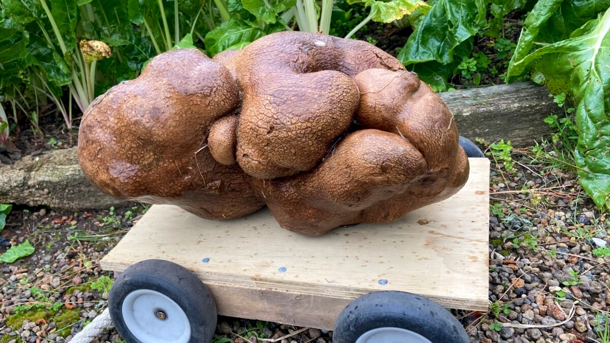 New Zealanders Learn Their Record Potato Is Something Else - Vimarsana News