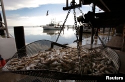 FILE - Fresh shrimp lie on a weight scale on the docks at Joshua's Marina in Buras, Louisiana, May 16, 2010.