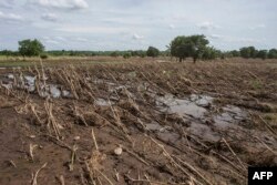 A picture shows a maize crop field March 14, 2019, destroyed by flash floods the previous week in the Chikwawa district of southern Malawi.