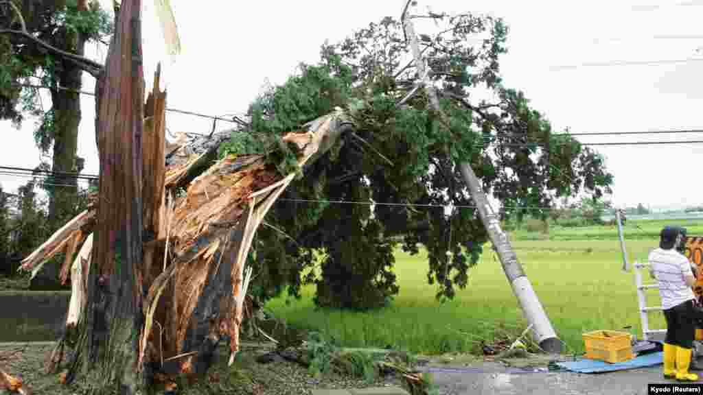 A huge tree and a power pole are damaged by strong wind caused by Typhoon Halong in Minobu town, Tochigi prefecture, Aug. 10, 2014.