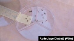 Testing mosquitos for malaria.