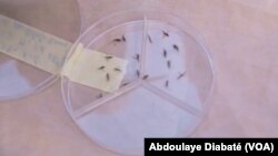 Des moustiques stériles génétiquement modifiés dans le laboratoire de du projet Target Malaria, à Ouagadougou, Burkina, 14 septembre 2018. (VOA/ Abdoulaye Diabaté)