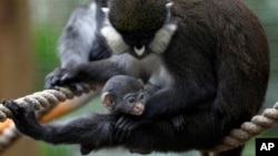 FILE - A baby guenon holds on to his mother at the Houston Zoo.