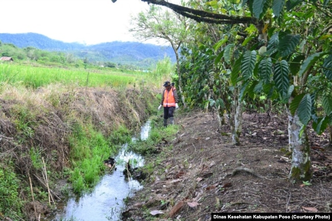 Who Dukung Pemberantasan Schistosomiasis Di Indonesia Baranews
