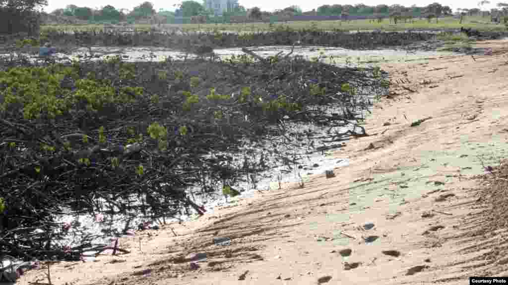 Des cres des mangroves ont déjà été défrichées pour faire place à de nouveaux ports, et beaucoup d&#39;autres installations du genre seront consutriuts, avec des conséquences graves à l&#39;environnement pour la région, Photo prise le 25 novembre 2014. (Hilary Heuler / VOA News)