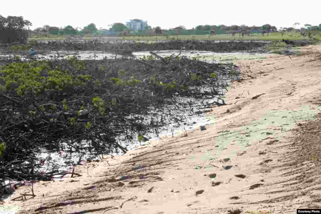 Acres of mangroves have already been cleared to make way for the new port, and many more will follow, with serious environmental consequence for the area, Nov. 25, 2014. (VOA / Hilary Heuler)
