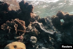FILE - An undated photo shows the effect of bleaching on coral off Caye Caulker, Belize.