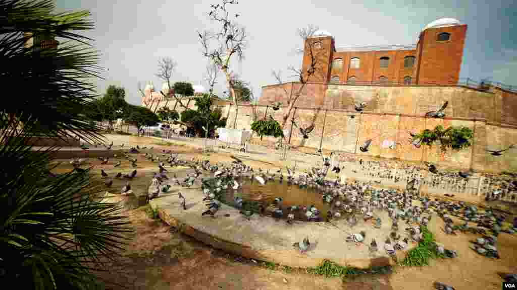 ملتان کے قلعہ کہنہ قاسم باغ پر ان پرندوں کے لیے ایک تالاب بھی موجود ہے۔ جہاں یہ کبوتر اپنی پیاس بجھاتے ہیں۔