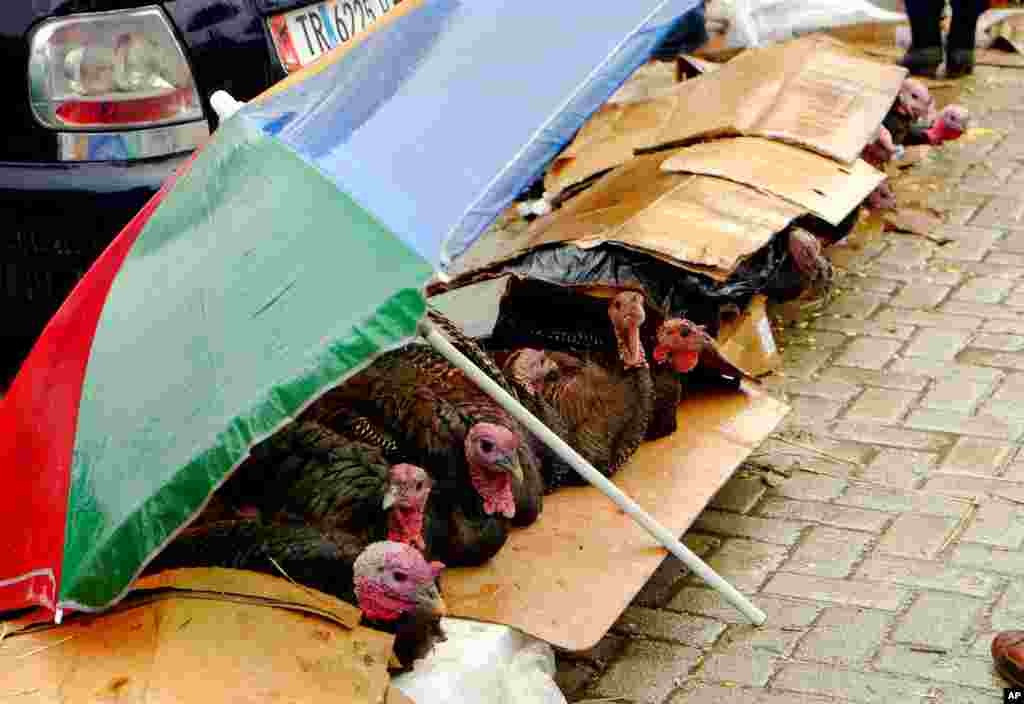 Turkeys are displayed for sale, under coverings to protect them from the rain, for upcoming New Year celebrations&nbsp;in the capital Tirana of the tiny Western Balkan country of Albania.