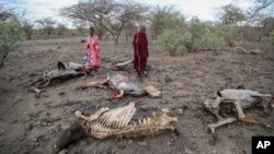 FILE: Saito Ene Ruka, right, who said he has lost 100 cows due to drought, and his neighbor Kesoi Ole Tingoe, left, who said she lost 40 cows, walk past animal carcasses at Ilangeruani village, near Lake Magadi, in Kenya, on Nov. 9, 2022.