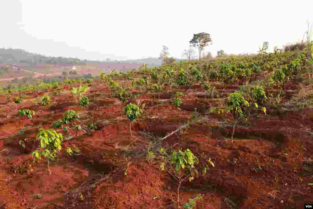 A one-year old Arabica coffee plant in Mr. Bou Sophea&#39;s plantation in Mondulkiri province, Cambodia on March 11th 2015.&nbsp;