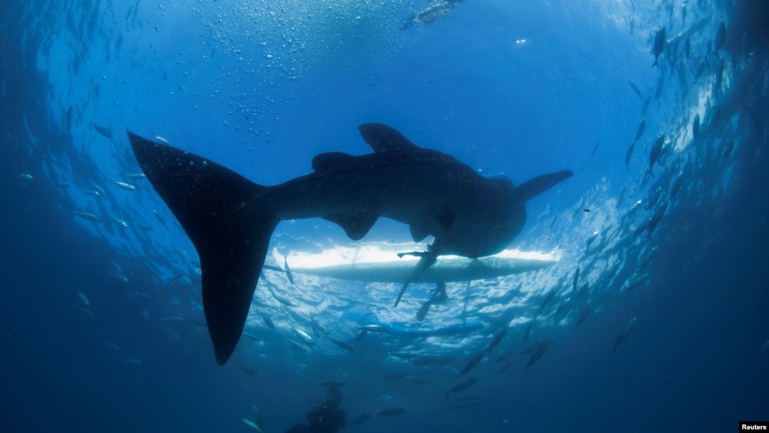 Seorang penyelam scuba berenang di dekat hiu paus saat mendekati perahu dayung di lepas pantai Tan-awan, Oslob, di Cebu, Filipina selatan, 1 Maret 2013. (Foto: REUTERS / David Loh