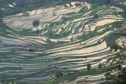 FILE - A terraced rice paddy field is seen after rain in Honghe Hani and Yi Autonomous Prefecture, Yunnan province, China, March 19, 2019.