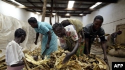 Des ouvriers agricoles au Zimbabwe, le 14 décembre 2012.