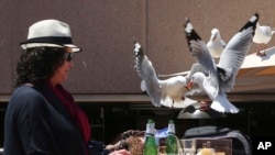 FILE - A woman watches as two seagulls fight over a chip stolen off her lunch plate in Sydney, Australia, Nov. 6, 2013.