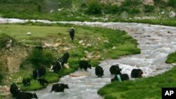 A shepherd leads his yak through a river running in the high Tibetan plateau south of Nianqing Tangula mountain in Dangxiong county, China Thursday July 6, 2006. Tibet's glaciers and their runoff constitute a valuable resource for China as it faces incre