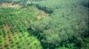 A rubber plantation at Rattanakiri province.