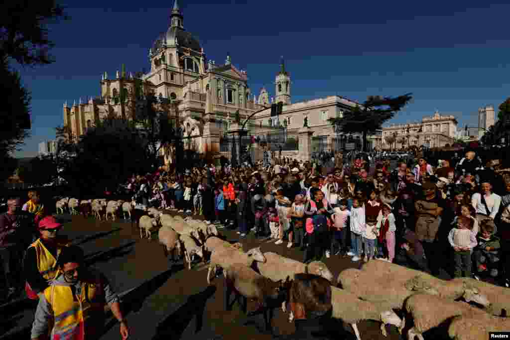 جشنوارۀ سالانۀ گوسفند در اسپانیا