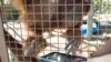 In this Feb. 21, 2012 photo, an orangutan works with an IPAD at Jungle Island in Miami.