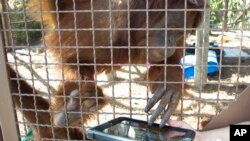 In this Feb. 21, 2012 photo, an orangutan works with an IPAD at Jungle Island in Miami.