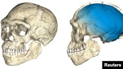 Two views of a composite reconstruction of the earliest known Homo sapiens fossils from Jebel Irhoud in Morocco, based on micro computed tomographic scans of multiple original fossils, are shown in this undated handout photo obtained by Reuters, June 7, 2