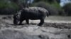 Drought threatens Botswana hippos