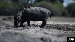 FILE—A baby hippo walks on mud in a dried up channel near the Nxaraga village in the Okavango Delta on the outskirts of Maun on April 25, 2024.