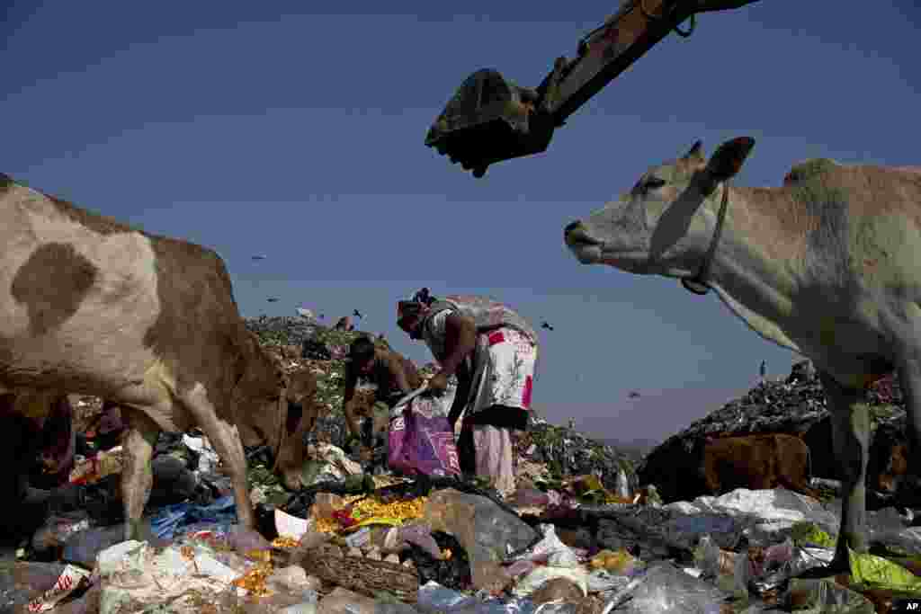 FILE - Indian ragpickers search recyclable materials at a garbage dumping site on the outskirts of Gauhati, India, Dec. 10, 2018.