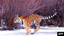 Казахстан: амурские тигры заменят каспийских