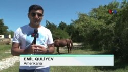 Amerikana: Assateague - Vəhşi atlar qoruğu