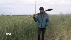 پارتە سیاسییەکانی کۆبانی نرخی نوێی گەنم ڕەتدەکەنەوە