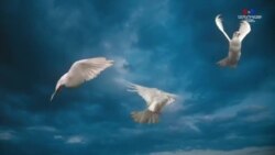 Ավելի քան 100 ծրագիր է մրցում կորոնավիրուսի դեմ պատվաստանյութ ստանալու ուղղությամբ