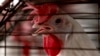 Bird flu spillover to other species poses global health threat, experts warn