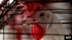 FILE - A chicken is caged on a farm where thousands of birds are produced in Tepatitlan, Mexico, on June 6, 2024. World health experts cautioned on Dec. 17, 2024, that H5N1 avian influenza — bird flu — presents a possible global health threat.