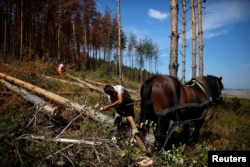 A worker ties a pine tree to a horse to pull it down before cleaning up the area after the tree, which was affected by bark beetle attacks, was cut down near the town of Breznik, Bulgaria, Sept. 8, 2016.