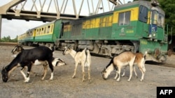 File - Goats are seen next to a train in Hanne Station near Dakar, Senegal.