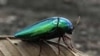 ทีมนักวิจัยในสหรัฐใช้ตัวต่อช่วยควบคุมประชากรแมลงทับในป่าทางเหนือของสหรัฐ