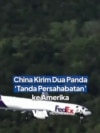 China Kirim Dua Panda 'Tanda Persahabatan' ke Amerika