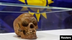 Un crâne humain de l'ethnie Nama présenté dans l'auditorium d'un hôpital de Berlin le 20 spetembre 2011, qui redonne les crânes à la Namibie.