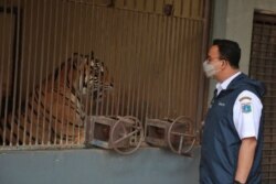 Gubernur Provinsi DKI Jakarta Anies Baswedan saat meninjau langsung perkembangan kondisi kedua harimau Sumatera di Taman Margasatwa Ragunan, Sabtu, 31 Juli 2021. (Foto: Humas Pemprov DKI Jakarta)