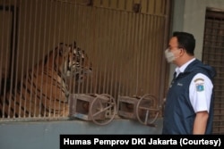 Gubernur Provinsi DKI Jakarta Anies Baswedan saat meninjau langsung perkembangan kondisi kedua harimau Sumatera di Taman Margasatwa Ragunan, Sabtu, 31 Juli 2021. (Foto: Humas Pemprov DKI Jakarta)