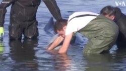 Elusive Whale Stranded Near Beach in Coastal Athens